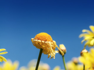 Yellow flower blue sky background 2 - this image free wallpaper for desktop