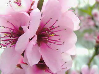 Pink flower closeup blurry background 12 - a pink flower free wallpaper for desktop