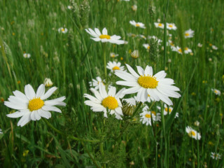 Field daisies white yellow centers - yellow center free wallpaper