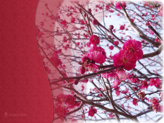 Pink flower tree red background - the middle of its free wallpaper
