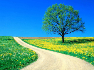 Tree road flowers grass blue - postminimalism free wallpaper