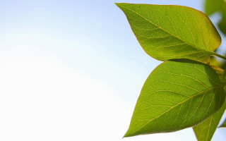 Green leaf blue sky clouds 5 - visible free wallpaper