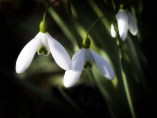 White flowers green stems blurry 3 - green stem free wallpaper