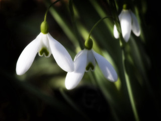 White flowers green stems blurry - green stem free wallpaper