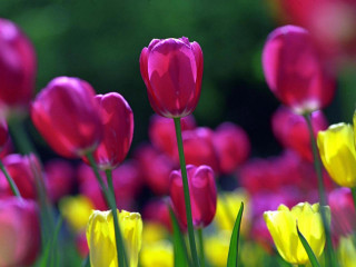 Pink yellow tulips green stems 2 - tulip free wallpaper