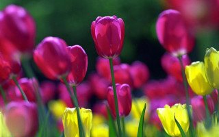 Pink yellow tulips green stems 7 - tulip free wallpaper