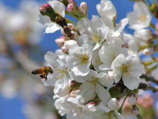 Bee white flowers blue sky - a bee free wallpaper for desktop