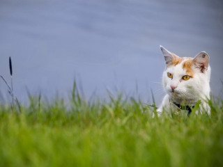 Cat serious grass looking attentively - grass free wallpaper