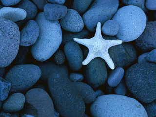 Starfish rocks gravel ocean blue 3 - a starfish free wallpaper