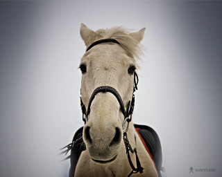 White horse black bridle sad 3 - a white horse free wallpaper