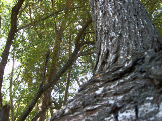 Bird perched tree branch woods 7 - a tree branch free wallpaper for desktop