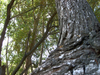 Bird perched tree branch woods 5 - a tree branch free wallpaper for desktop