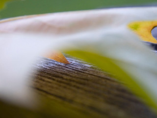 Close up yellow white flower - elizabeth durack free wallpaper