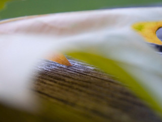 Close up yellow white flower 2 - a close up of a flower free wallpaper