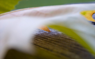 Flower pencil center green leaf 2 - objective abstraction free wallpaper