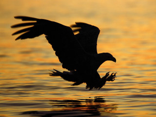 Bird flying water sunset dawn - over the water free wallpaper