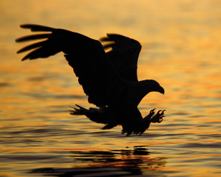 Bird flying water sunset dawn 3 - over a body of water free wallpaper for desktop