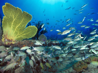 Fish coral reef leafy plant 2 - environmental free wallpaper