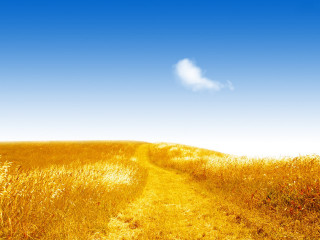 Tall grass path cloud blue - a blue sky above free wallpaper