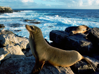 Seal rock ocean nearby looking 3 - nearby free wallpaper for desktop
