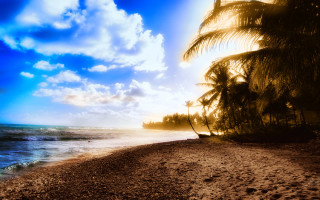 Beach palm tree blue sky 3 - a palm tree free wallpaper