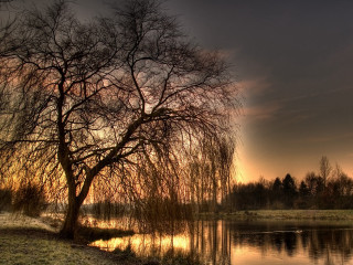 Tree water sunset ducks nature 2 - a few duck free wallpaper
