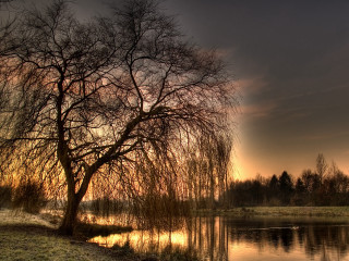 Tree water sunset ducks nature - a few duck free wallpaper