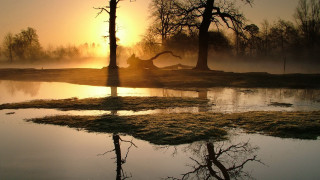 Pond trees sunset fog background 2 - the background and a sun free wallpaper
