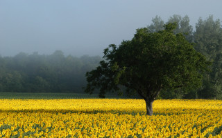 Lone tree sunflowers foggy day 9 - the foggy day free wallpaper
