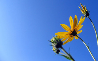 Yellow flower blue sky background 5 - this image free wallpaper for desktop