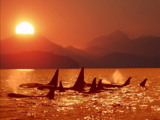 Orca whales swimming ocean sunset - donald roller wilson free wallpaper