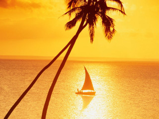 Sailboat ocean sunset palm tree 3 - a palm tree in the foreground free wallpaper