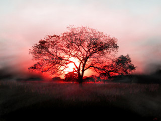 Tree field sunset fog air 10 - a tree in a field free wallpaper