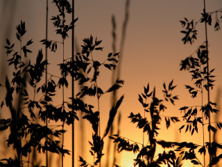 Silhouette plant sunset background leaves 2 - a few leaf free wallpaper