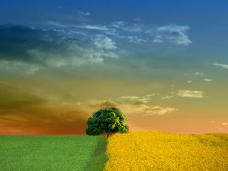 Lone tree field yellow flowers 2 - sky in the background free wallpaper