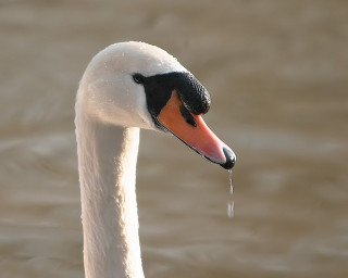 Swan long neck black head - its beak free wallpaper