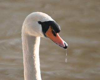 Swan long neck black head 2 - its beak free wallpaper