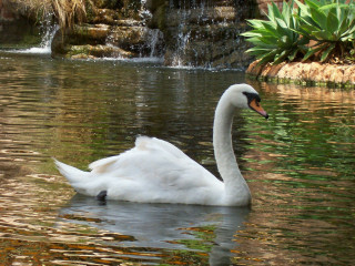 White swan swimming pond waterfall 5 - a green plant in the background free wallpaper