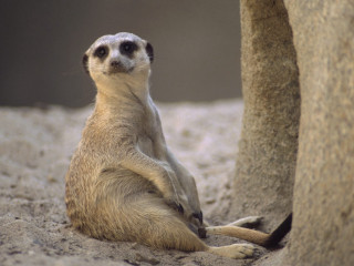 Small meerkat large rock wall 2 - clovis trouille free wallpaper for desktop