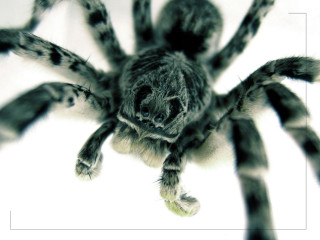 Spider closeup black white background - a close up of a spider free wallpaper