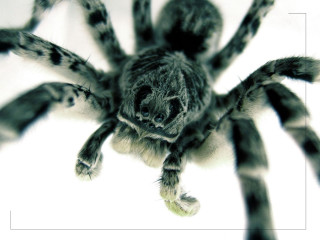 Spider closeup white background black 3 - a close up of a spider free wallpaper