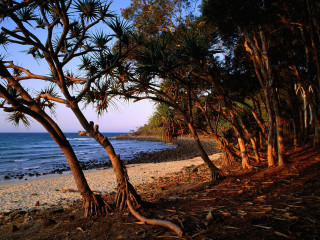 Beach trees water people distance 4 - the beach in the distance free wallpaper
