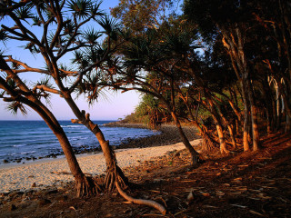Beach trees water people distance 5 - the beach in the distance free wallpaper