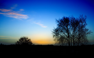Tree silhouette blue sky sunset 4 - against a blue sky free wallpaper