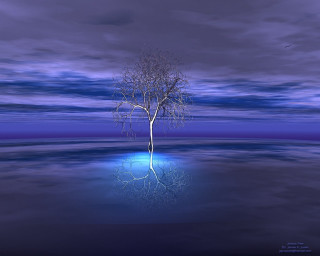 Tree water night blue light - the middle of a body free wallpaper