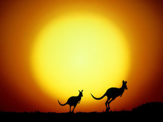 Kangaroos silhouette orange sunset sky - orange sky free wallpaper