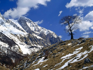 Lone tree snowy mountain blue - a lone tree free wallpaper
