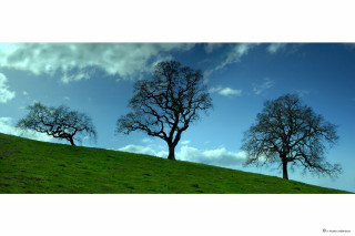 Three trees hill blue sky 2 - the sky above them free wallpaper