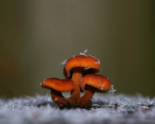 Mushrooms snow water green ecological - a group of mushrooms free wallpaper