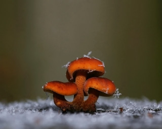 Mushrooms snow water drops green - a group of mushrooms free wallpaper